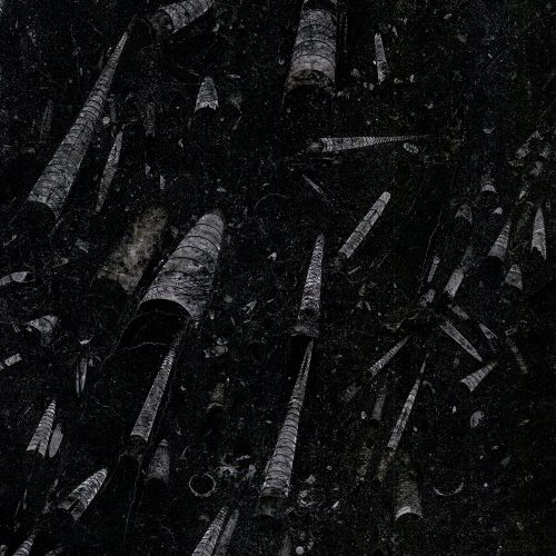 Nero Fossil
